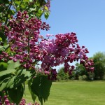 ライラックの森