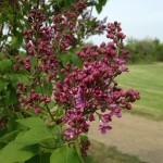 ライラックの森