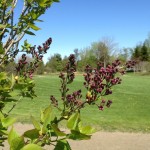 ライラックの森