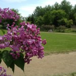 「川下公園「ライラックの森」開花情報」の画像
