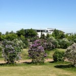 ライラックの森