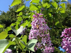 「みつばち調査隊員！募集延長決定！！」の画像