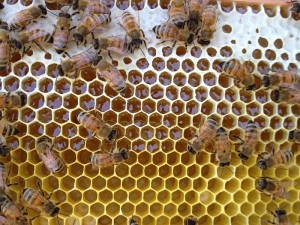 「ミツバチ隊員まだまだ募集中！」の画像