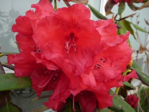 赤く咲いたシャクナゲ