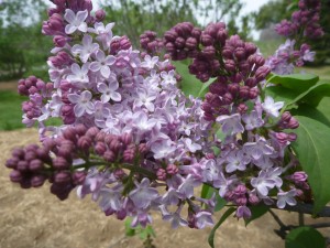 ライラック１