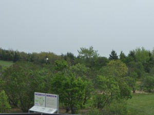 ライラックの森