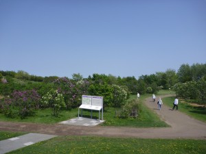 ライラックの森