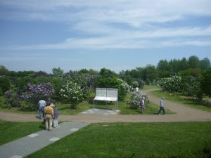 ライラックの森