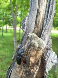 「7/21(月）川下公園プレーパーク開催！」の画像