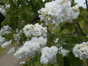 Souvenir de Alice Harding