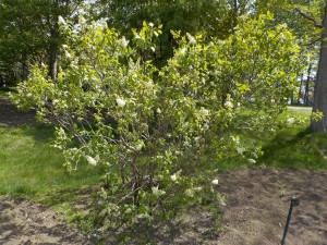 ガートルードレスリ