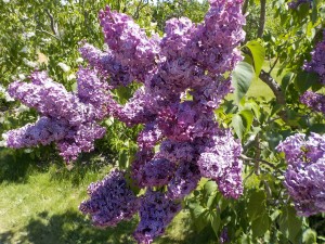 ｴｰﾂｪﾙｼﾞｮｸﾞｼﾞｮｱﾝ