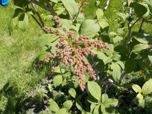 ｴｾﾙＭｳｪﾌﾞｽﾀｰ