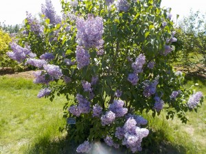 ｽﾌﾟﾘﾝｸﾞﾊﾟﾚｰﾄﾞ