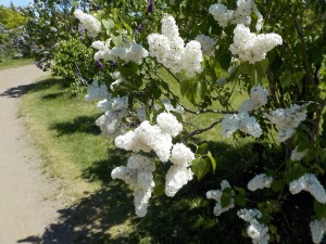 ﾏﾀﾞﾑﾌﾛﾚﾝﾄｽﾃｯﾌﾟﾏﾝ
