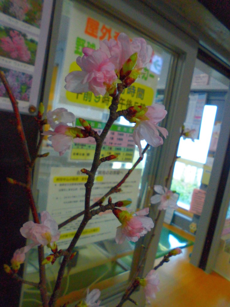 「一足早い桜の開花♪」の画像