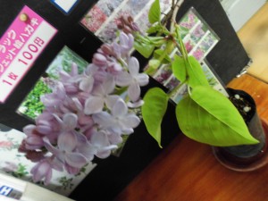 シルバーキング (2)