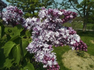 「ライラック情報⑤今年は開花が早いです！！」の画像