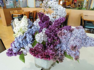 「ライラック情報⑦」の画像