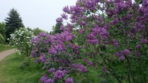 「ライラック情報⑥☆今が見ごろ☆今年のライラックは一斉に咲きました！！」の画像