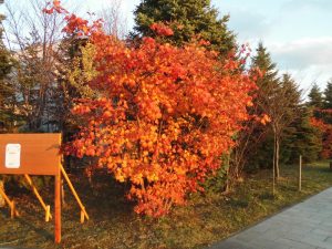 「ハロウィン飾りとピクニック広場の終了日について」の画像