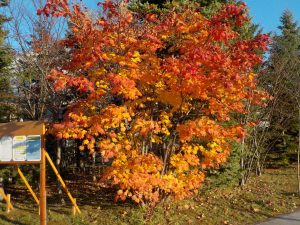 「今年度のピクニック広場がまもなく終了！」の画像