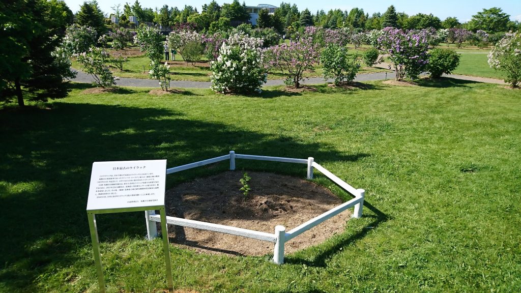 「さっぽろライラックまつりin川下公園明日から開催！！」の画像