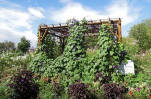 秋桜「地域を花でかざろう会」
