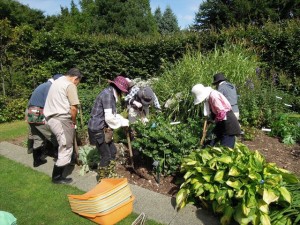 株分け　実践！