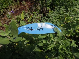 株分け対象の宿根草