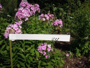 株分け後の植栽先