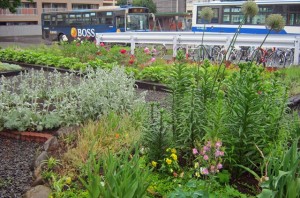 伏見ガーデニングサークル「陽だまり」