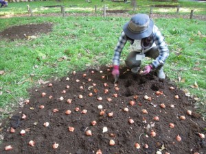 球根撒き