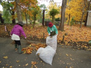 落ち葉拾い１