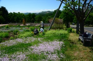 タイムのカーペット