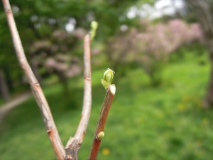 エゾムラ剪定枝