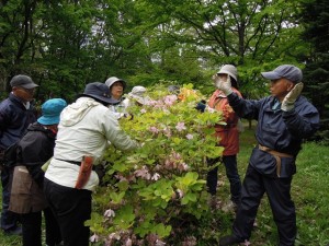 クロフネツツジ