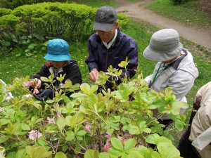 クロフネ花がらつみ