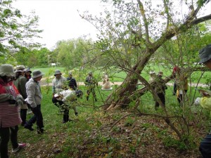 レンギョウafter