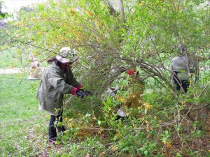 レンギョウbefore