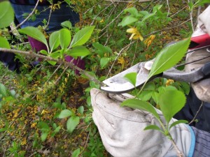 レンギョウでハサミ