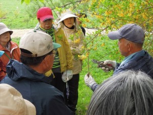 レンギョウと鋏