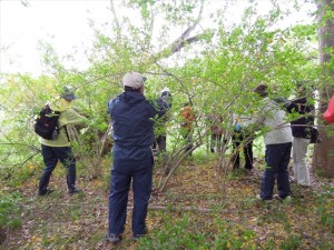 レンギョウ剪定風景