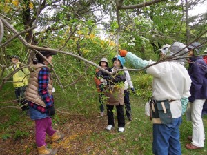 レンギョウ相談