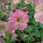 ダスティーローズ（デボネア）