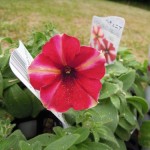 シフォンdeマーブルベリー