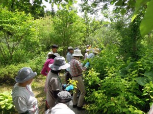 アメリカテマリシモツケ