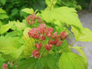 アメリカテマリシモツケ花