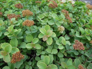 エゾノマルバシモツケ