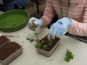 エゾノマルバシモツケ